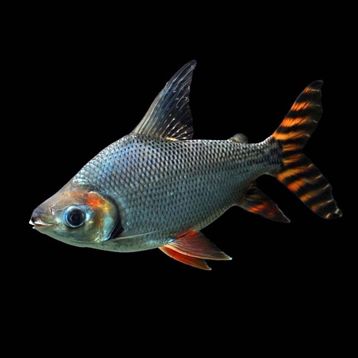 Nis Straight striped Phoenix fish