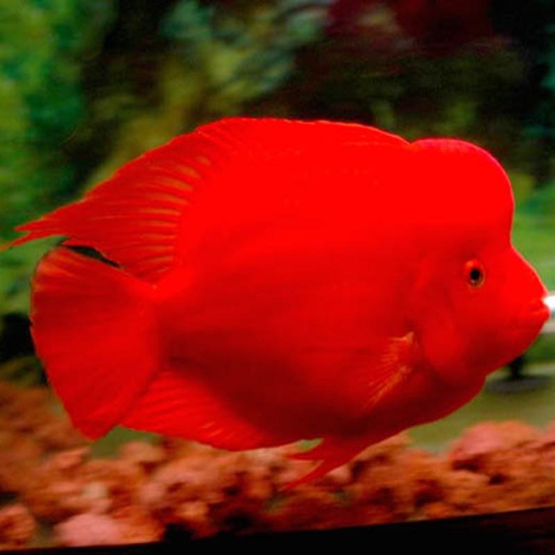 Nis Caishen parrot fish - red Caishen fish