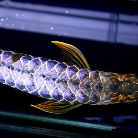 Nis Blue backed Arowana