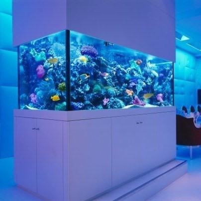 Nis Fish tank customized