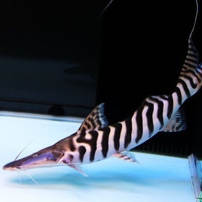 Nis Zebra duck billed fish