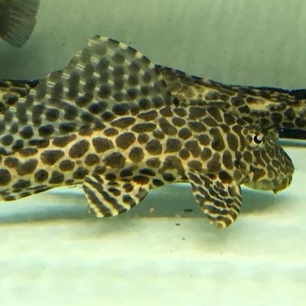 Nis Leopard fish