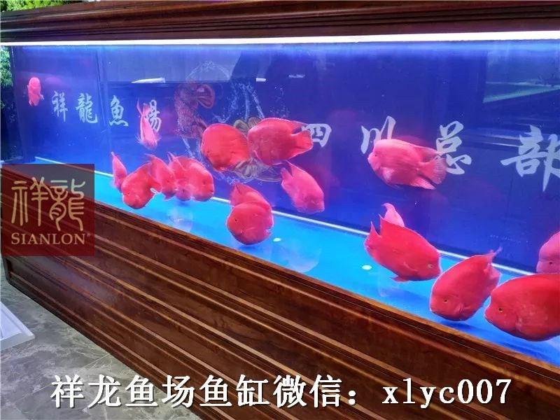 Nis Custom made aquarium in hotel exhibition hall