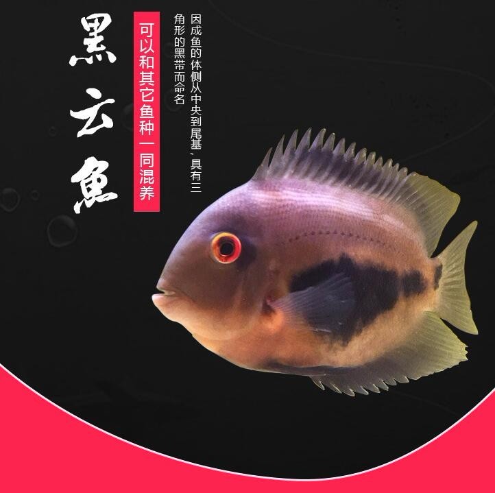 Nis Black cloud (auspicious) fish