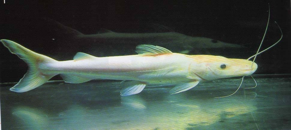 Nis Albino duck billed fish