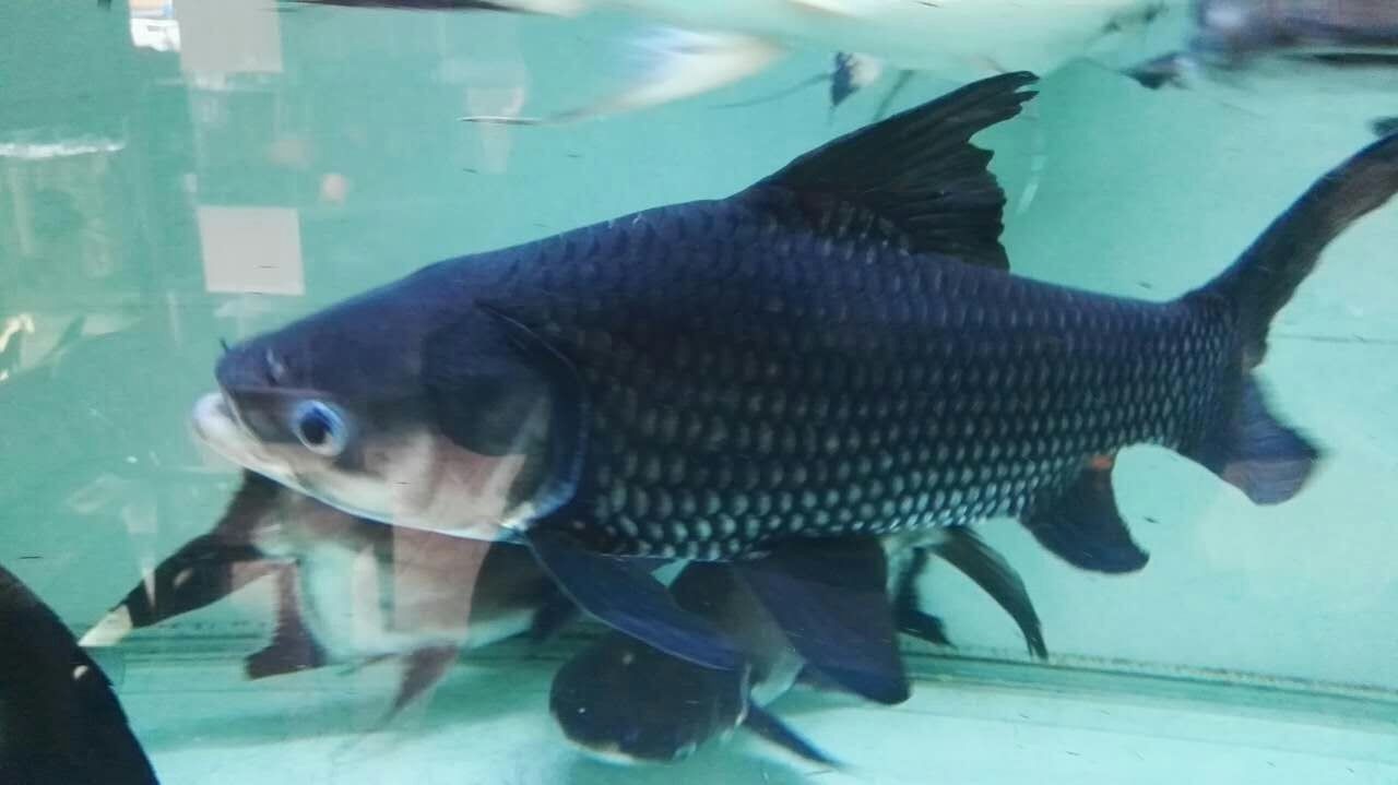 Nis Siamese giant carp