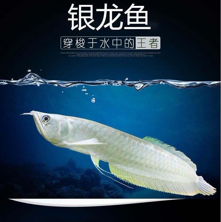 Nis Silver Arowana