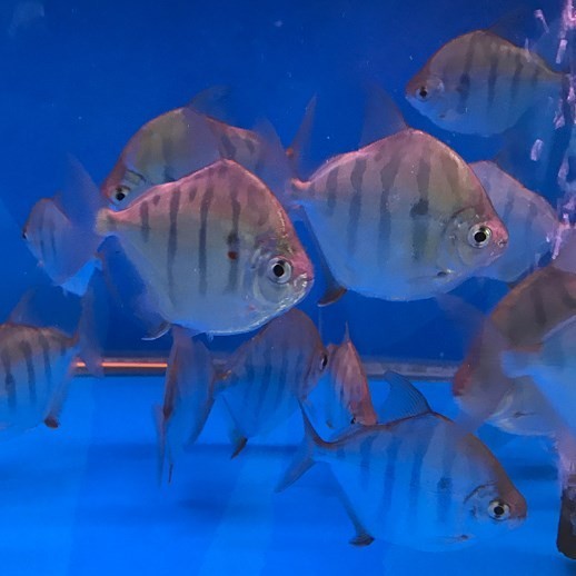 Nis Tiger silver plate fish