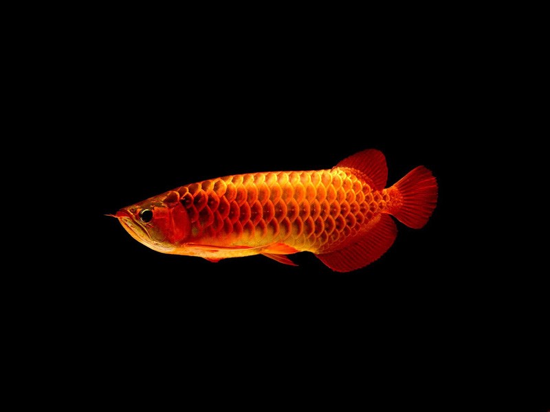 Nis Red arowana with blue background