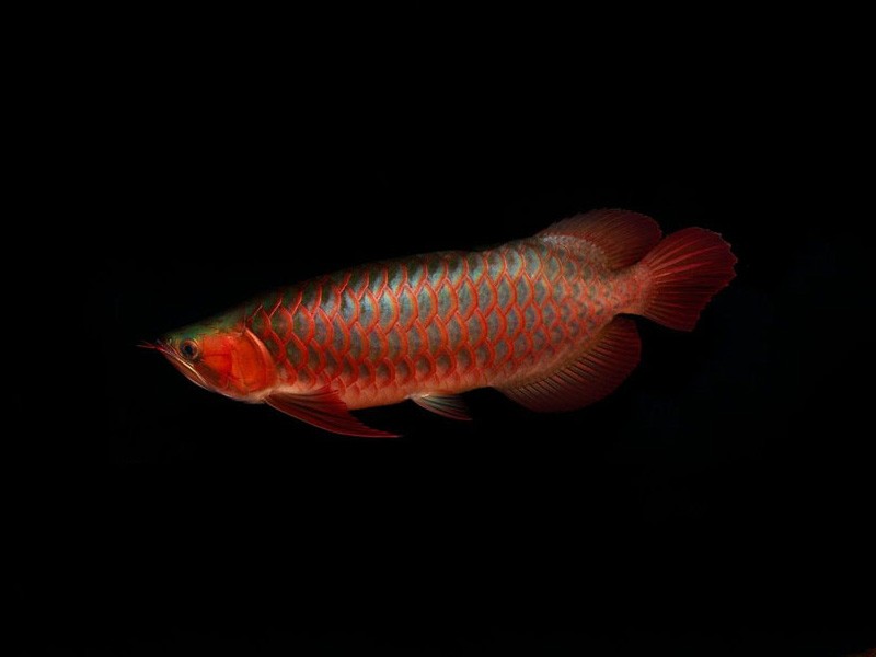 Nis Red arowana with green bottom