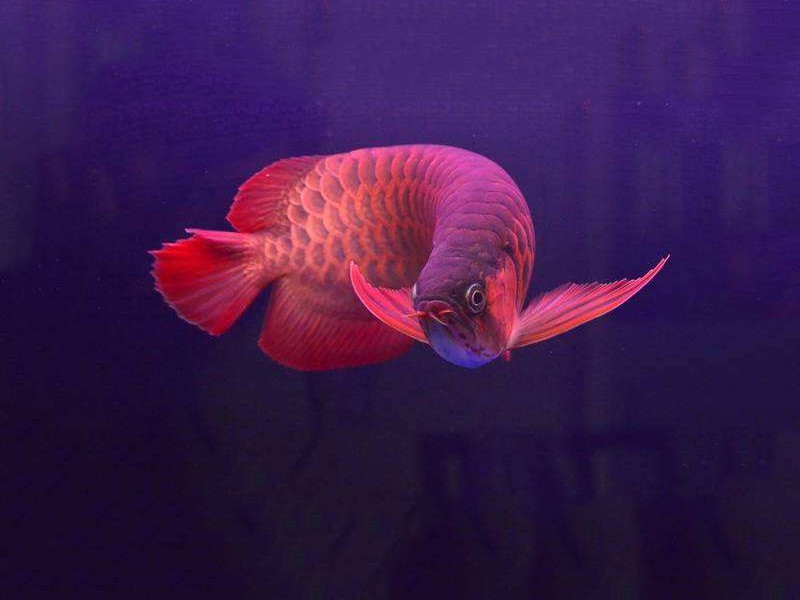 Nis Chili red arowana 2