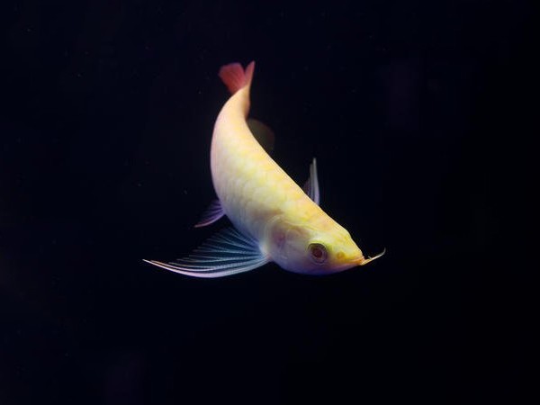 Nis Albino red Arowana