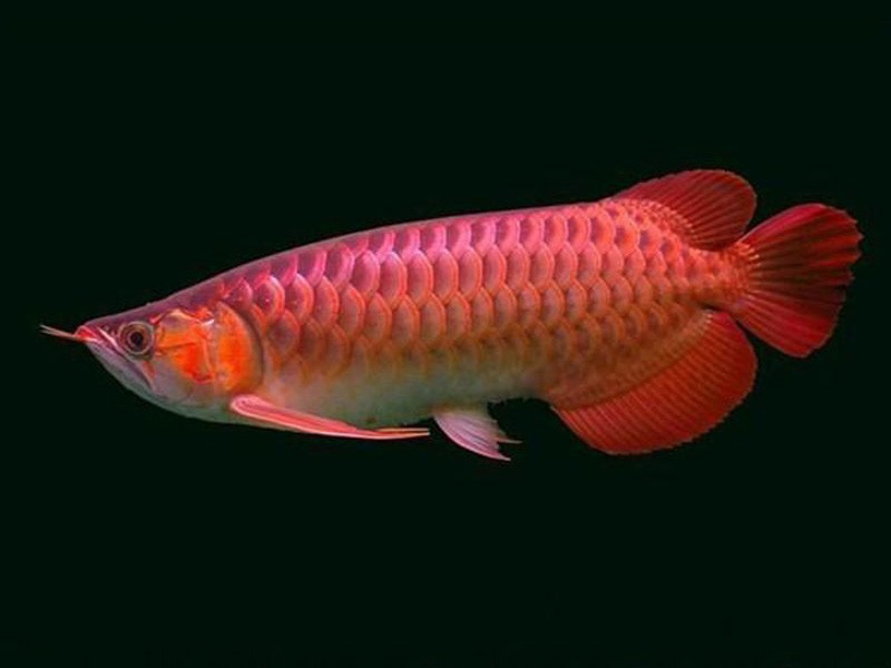 Nis Chili red Arowana