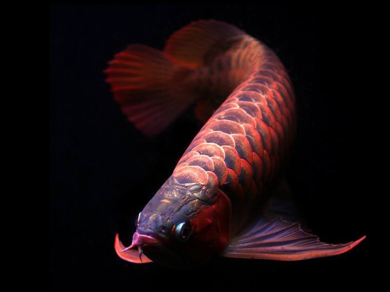 Nis Orange red Arowana