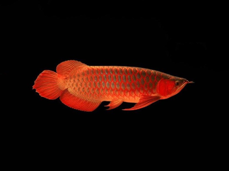 Nis Red bottom red Arowana