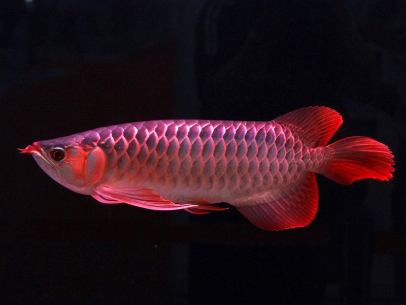 Nis Great Lake red Arowana